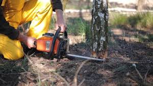 Best Emergency Tree Removal  in Okauchee Lake, WI